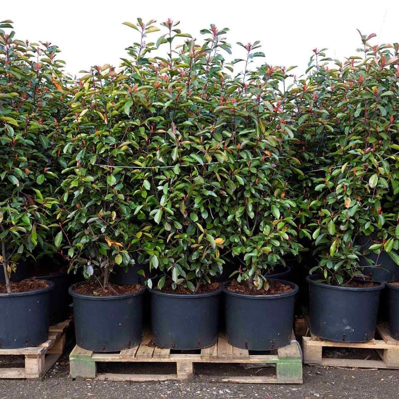 Containerised Photinia 'Red Robin' ready for delivery.
