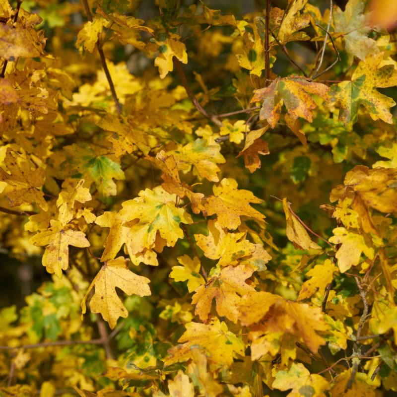 Acer campestre (Field Maple) hedging in its autumnal colourings.