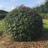 Acer campestre ball 100 to 110cm.