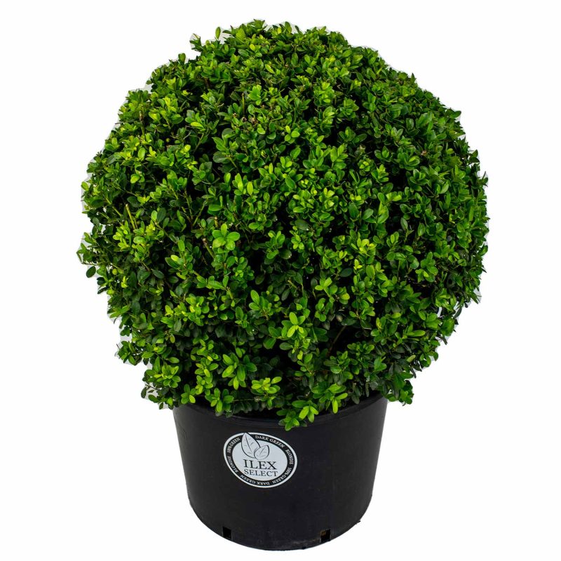 Ilex crenata 50cm topiary ball.