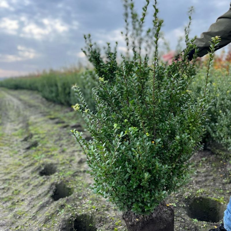 Buxus sempervirens rootballed hedging