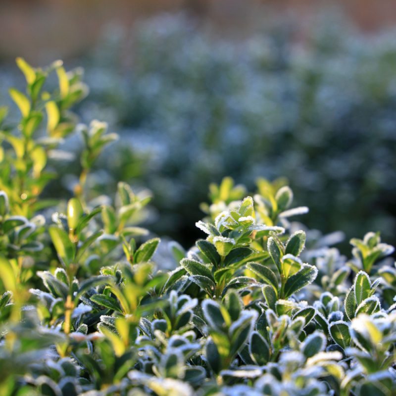 Buxus sempervirens (Common Box) in the winter time.