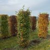 Carpinus betulus instant hedging
