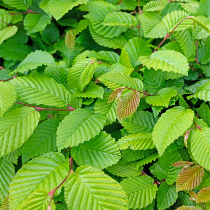 Carpinus betulus (Hornbeam) putting on a flush of growth in the spring.