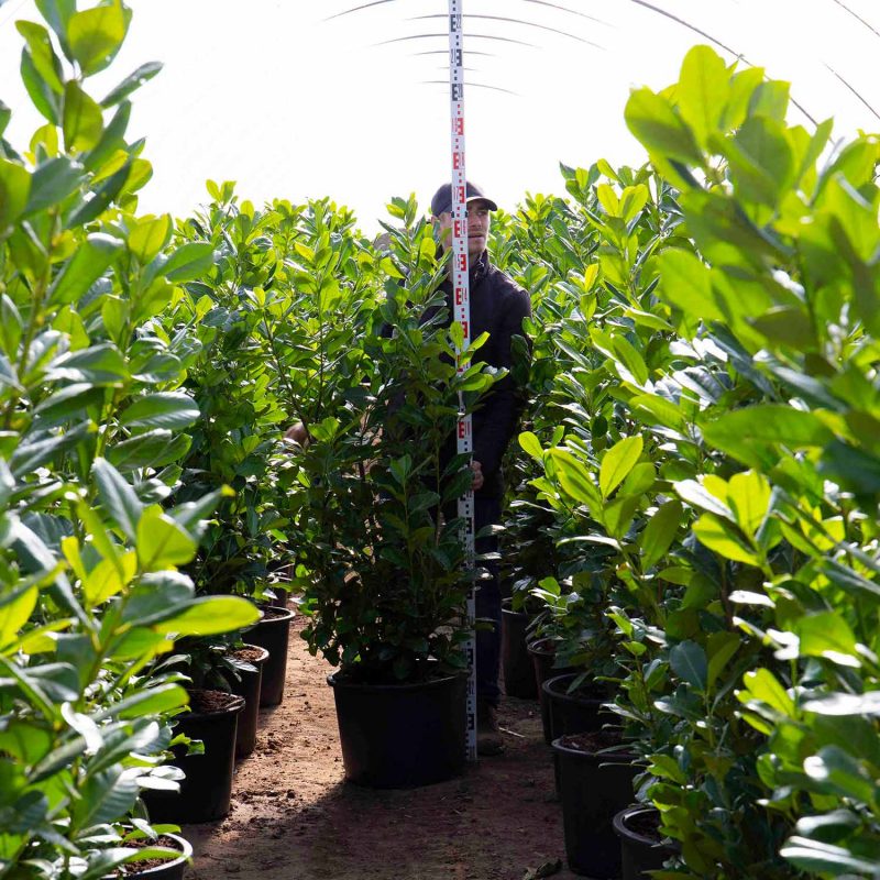 Cherry Laurel Hedging Plants