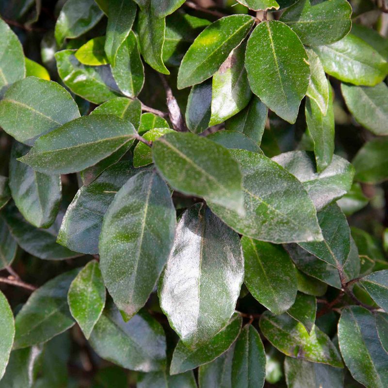 Close up of Eleagnus x ebbingei (Silverberry) foliage, an excellent drought tolerant hedging plant.