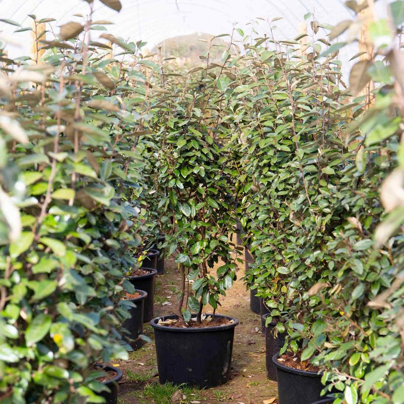 Eleagnus x ebbingei (Silverberry) Containerised hedging units.