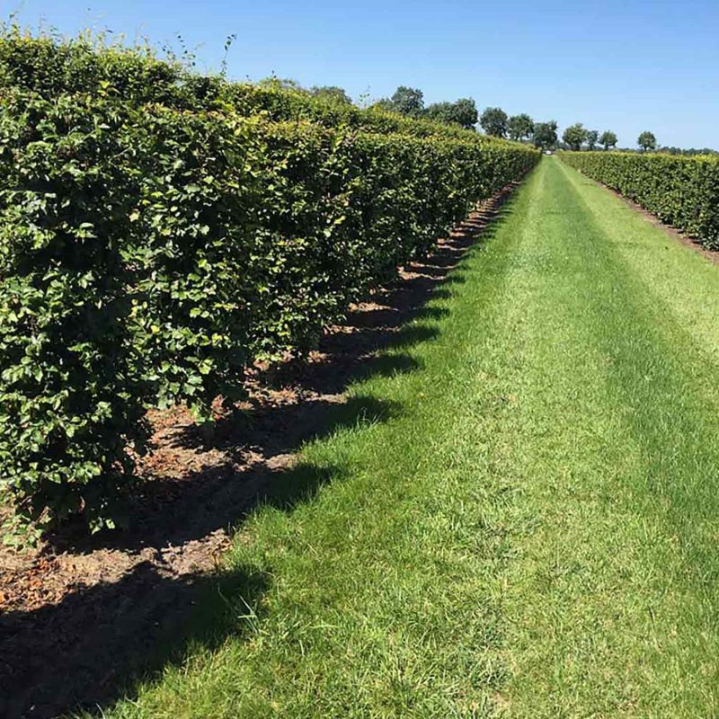 Beech (Fagus sylvatica) hedging units ready for sale.