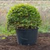 Fagus sylvatica (Beech) topiary ball containerised