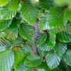 Close up of beech hedging glossy foliage. (Fagus sylvatica)