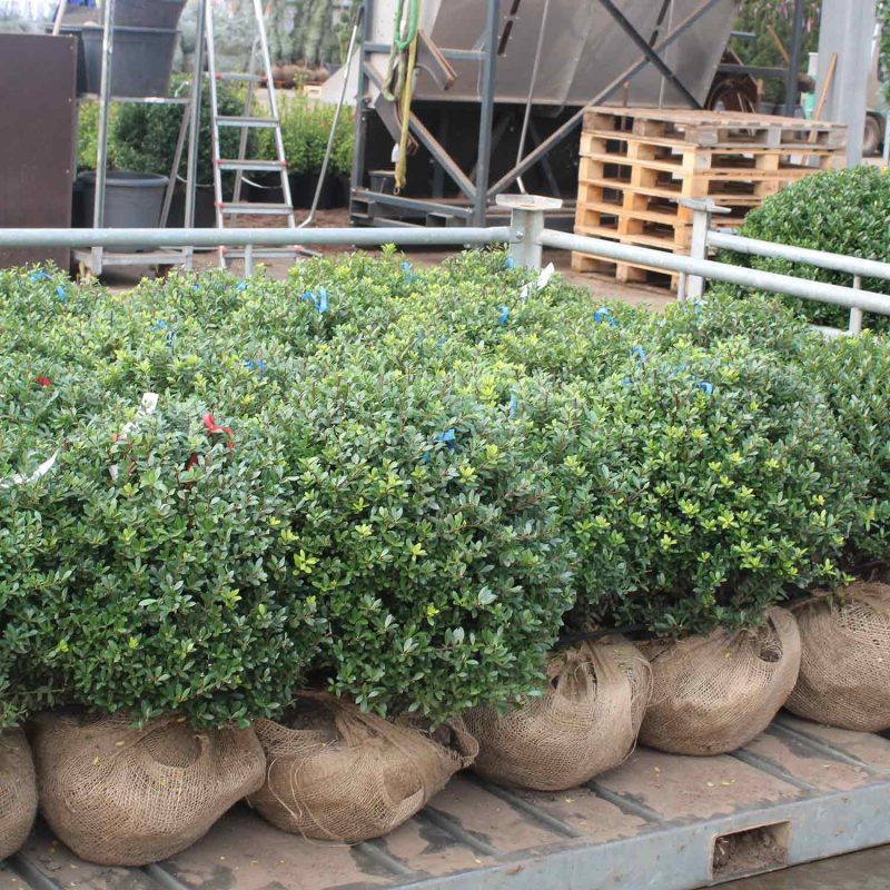 Ilex crenata topiary rootballs.