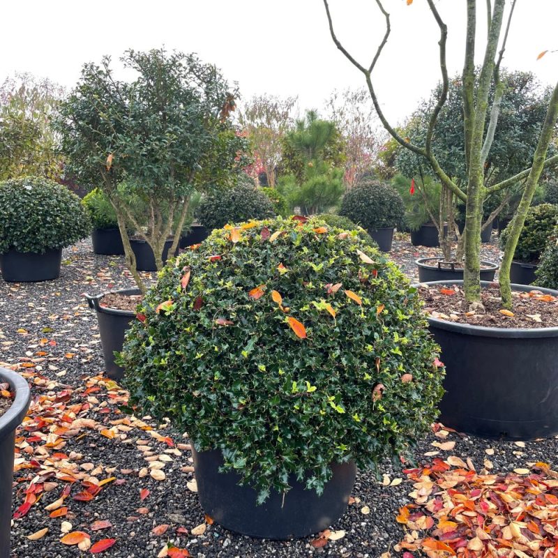 Ilex aquifolium topiary ball