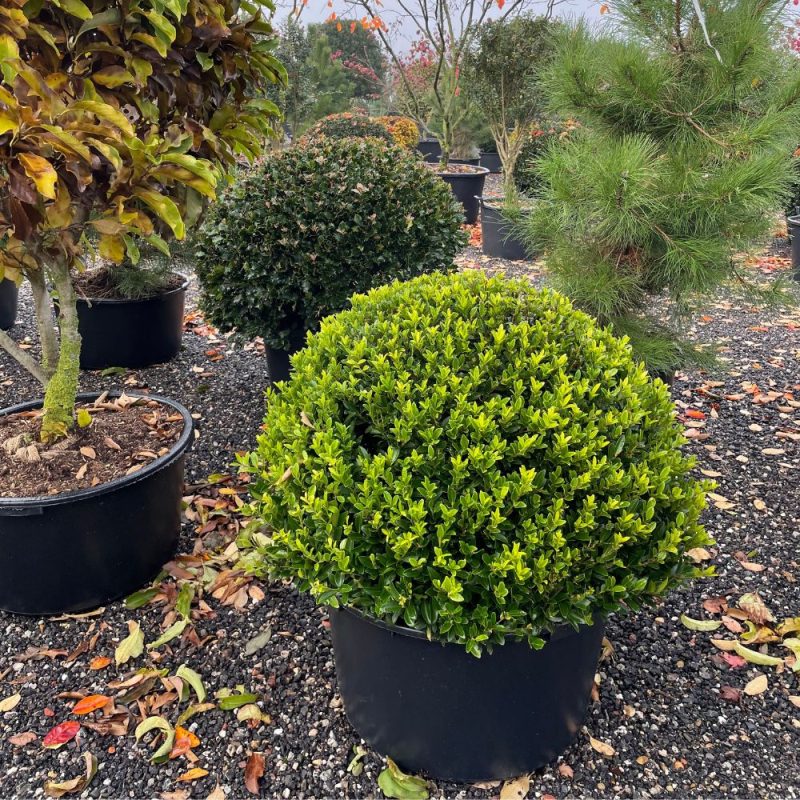 Ilex 'Kanehirae' topiary ball.