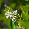 Close up of of the flower of ligustrum ovalifolium (Common privet)