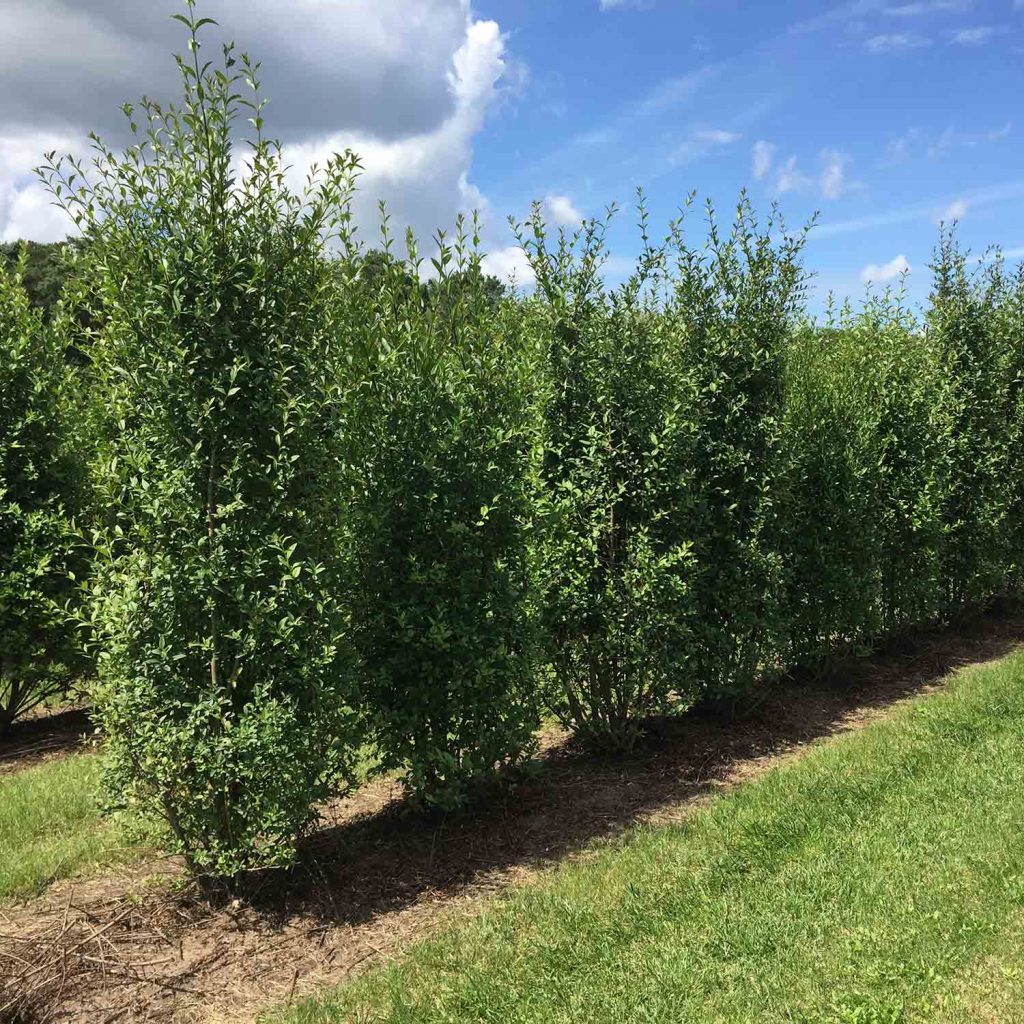 Cherry Laurel Rotundifolia Evergreen Hedging Form Plants cherry-laurel-rotundifolia-evergreen-hedging-form-plants