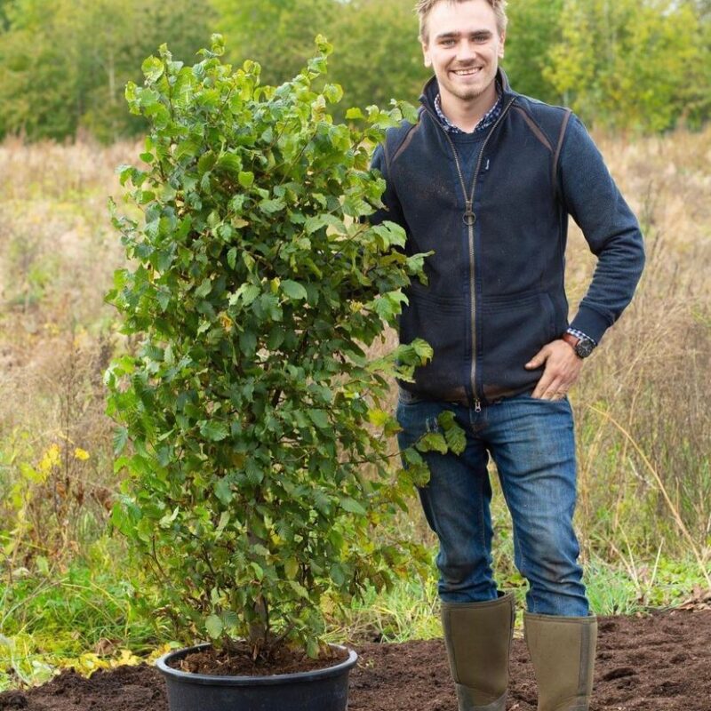 100cm x 40cm x 40cm, 35L Hornbeam hedging