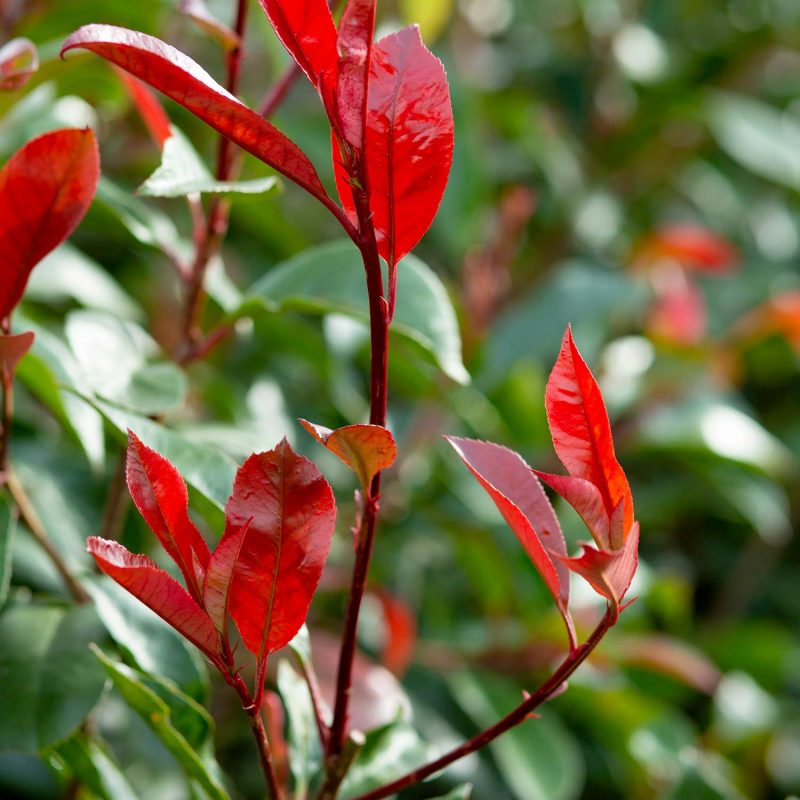 Close up of Photinia 'Red Robin' with its fresh new flush of growth.
