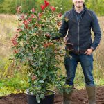 Photinia 'Red Robin' containerised 140 to 160cm