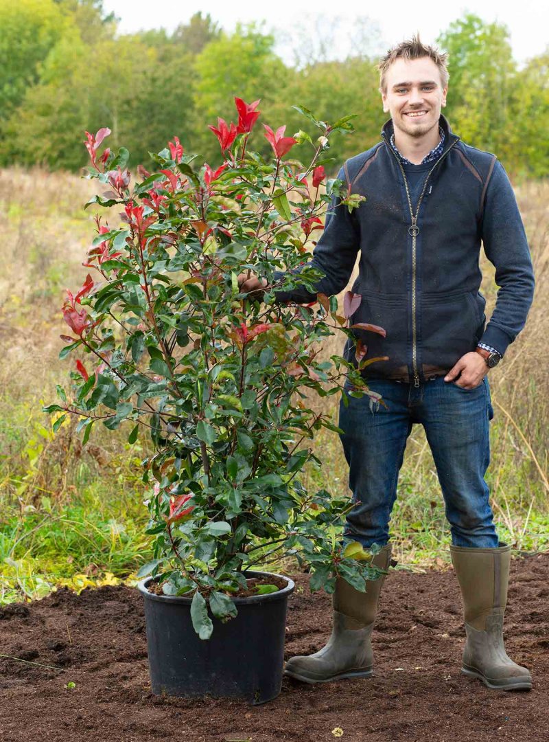 Photinia 'Red Robin' containerised 140 to 160cm