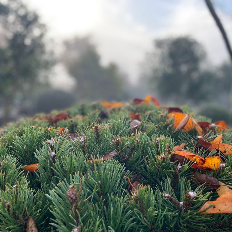 Pinus mugo topiary dome