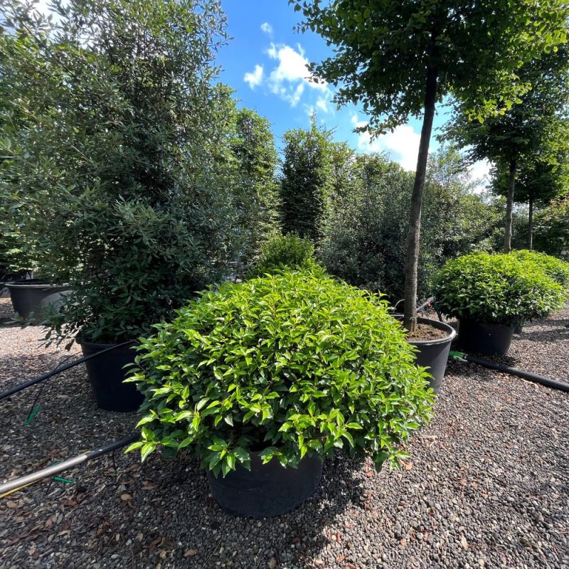 Portugese laurel (Prunus Lusitania) topiary flushing new growth.