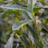 Close up of the foliage of Prunus 'Genolia'