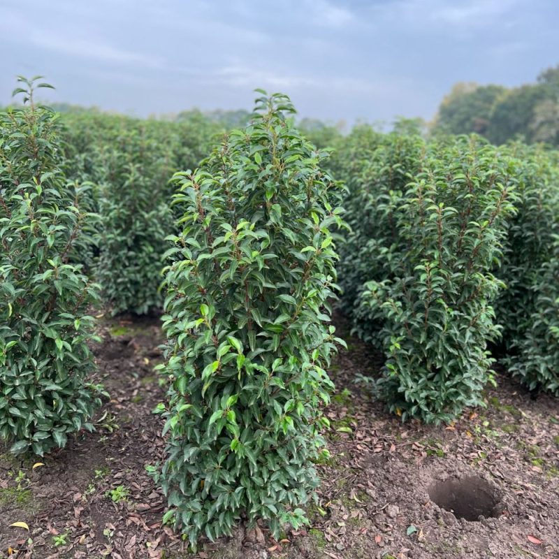 Prunus lusitanica rootballed hedging.