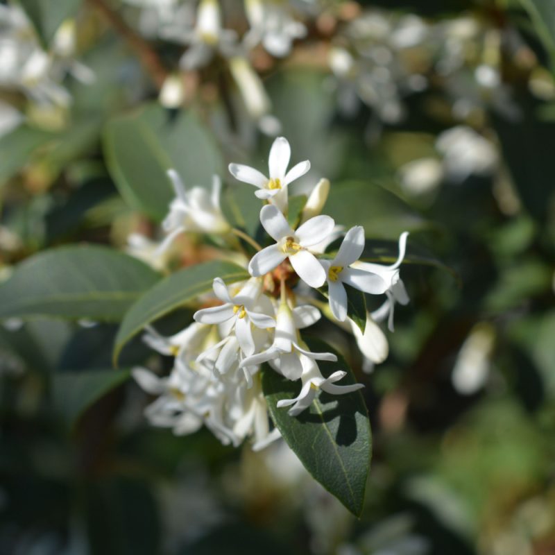 Osmanthus burkwoodii in flower.