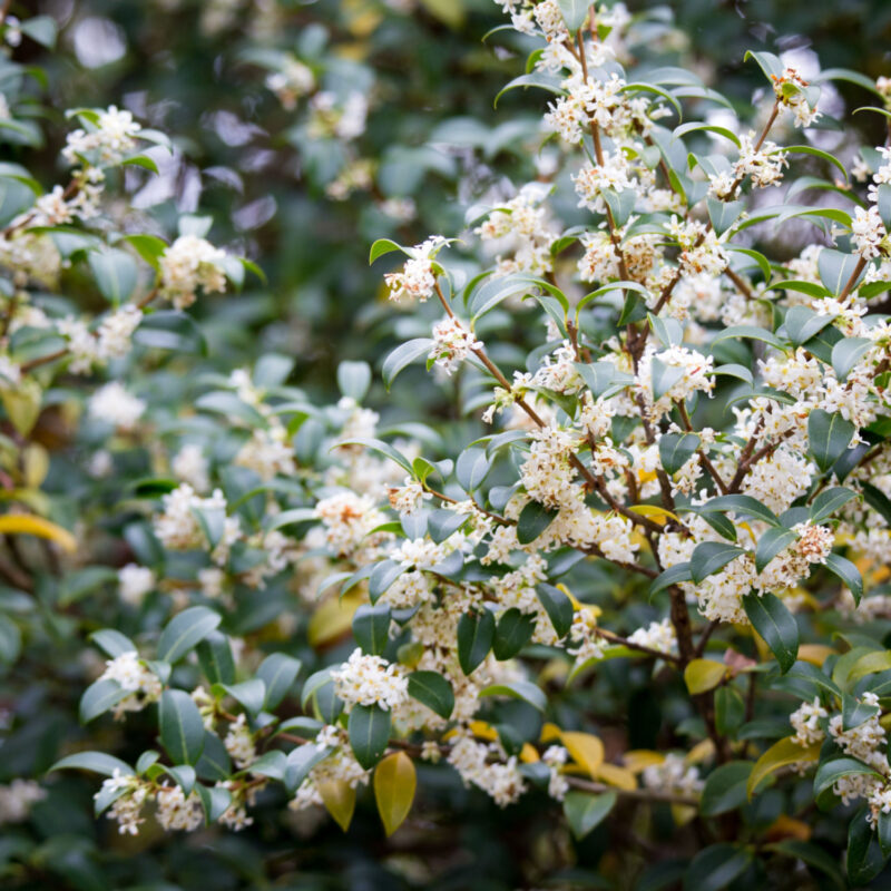 Osmanthus burkwoodii hedge