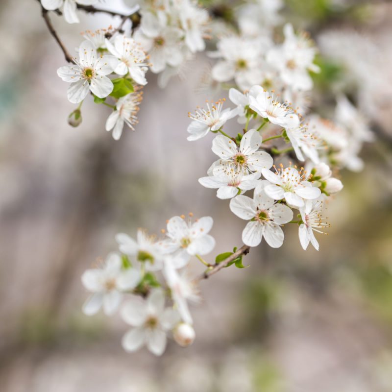 Prunus spinosa (Blackthorn) flowering in the spring.