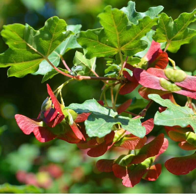 Acer campestre hedge seed wings in the autumn.