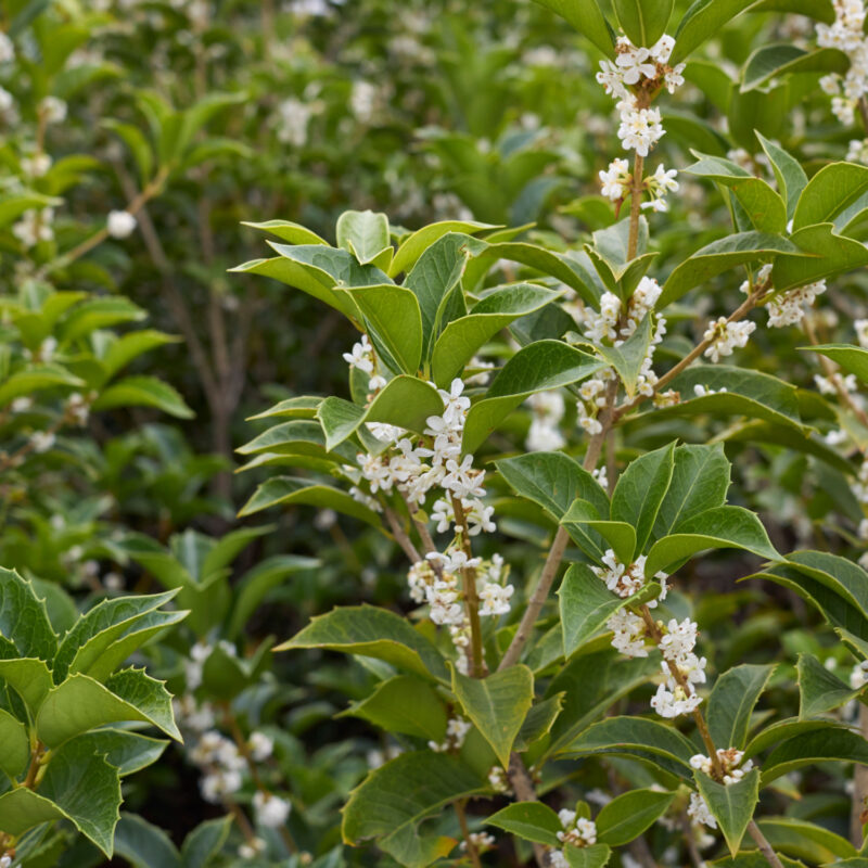 Osmanthus heterophyllus hedging