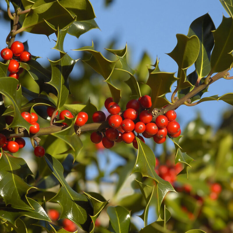 Ilex aquifolium (Holly) Hedge