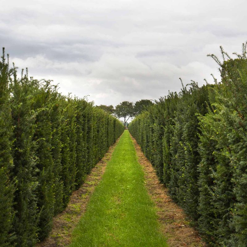 Taxus baccata (Yew) hedging Plants growing in a field.
