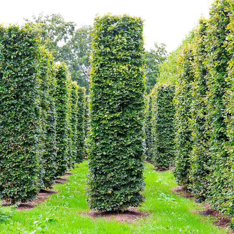 Extra large pre-formed Fagus hedging units for instant impact, 6 metres tall.