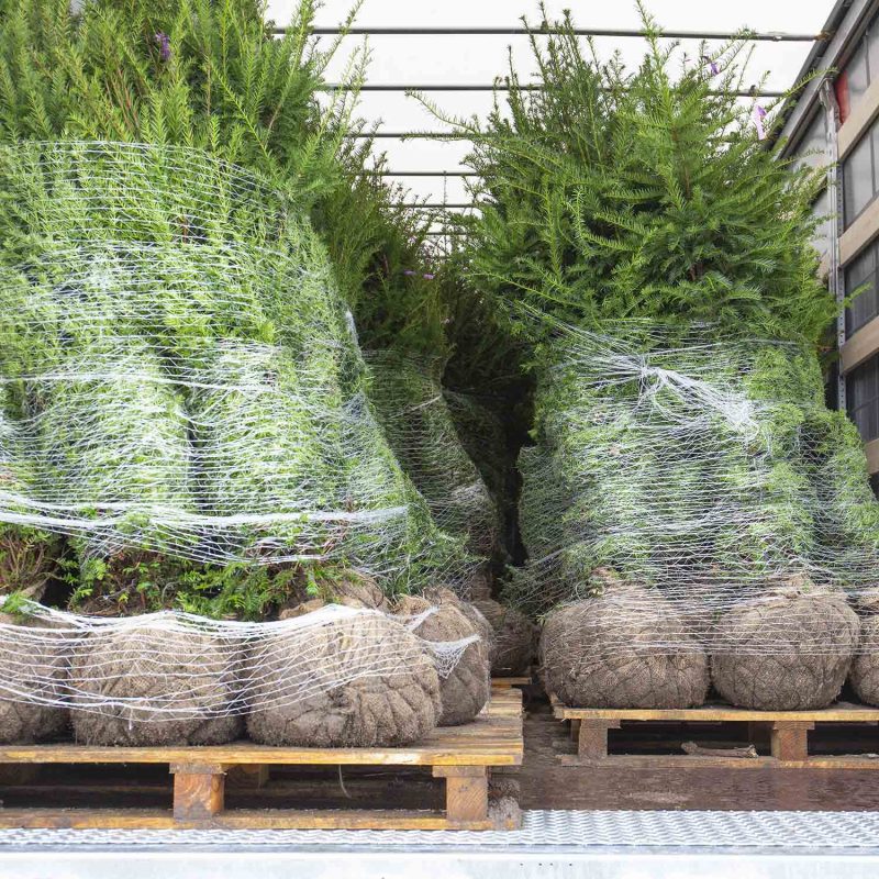 Taxus-baccata-Yew-hedging-ready-for-delivery