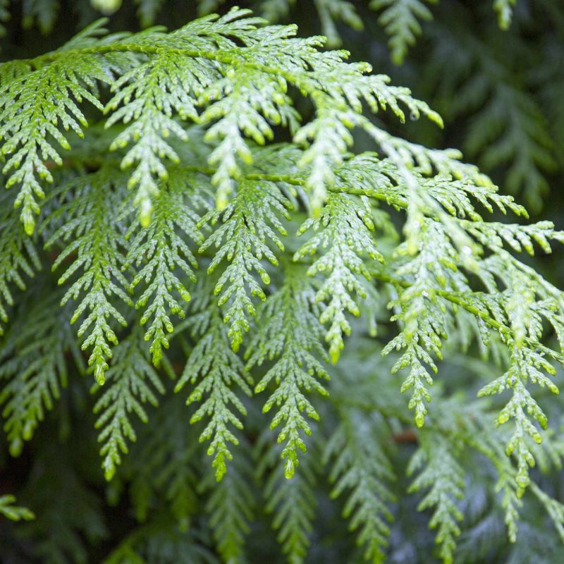 Close up of Thuja plicata (Northern white cedar) hedging