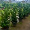Ilex hedging containerised ready for sale.