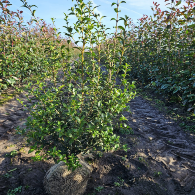 Osmanthus burkwoodii rootballed hedging