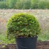 Carpinus betulus (Hornbeam) topiary ball