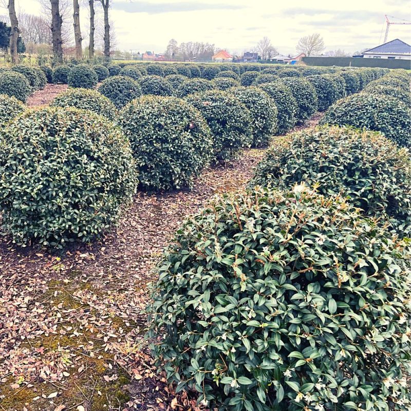 Osmanthus x burkwoodii topiary ball