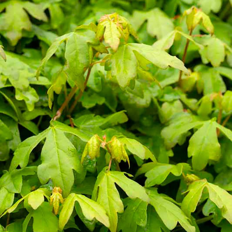 Close up of Acer campestre (Field maple) foliage