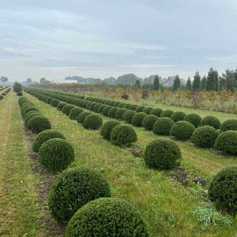 Ilex crenata topiary balls.