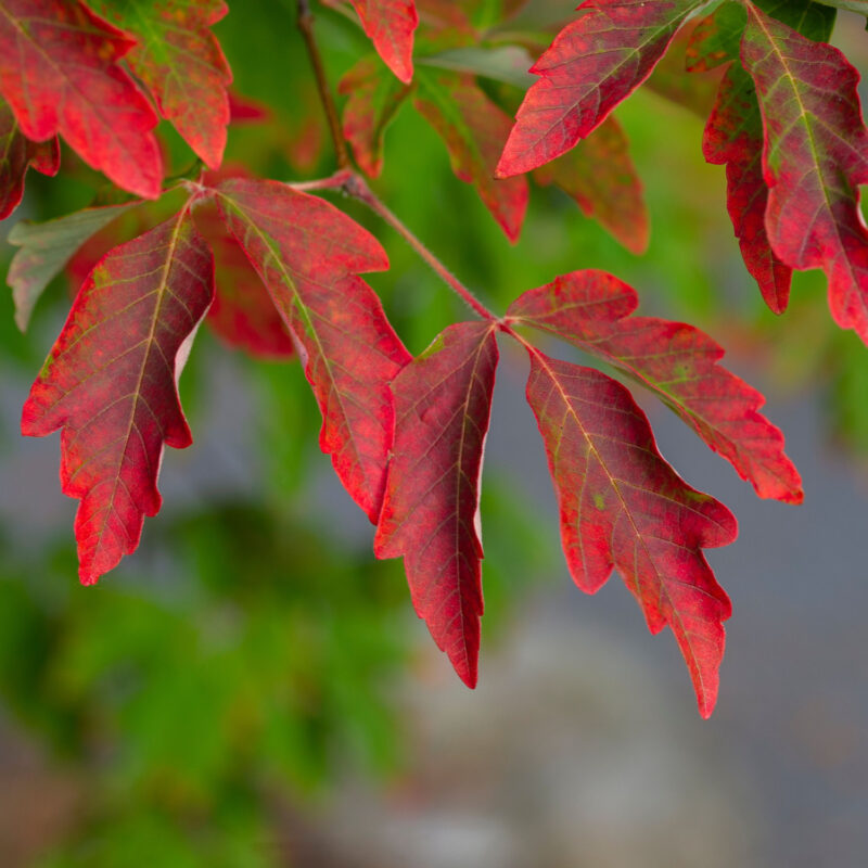 Acer griseum autumn foliage