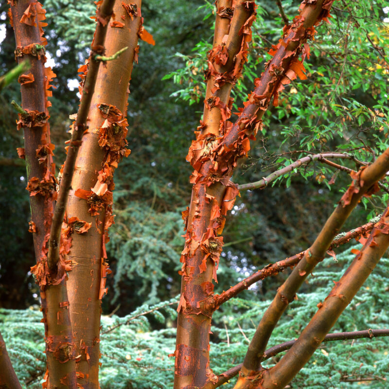 Acer griseum bark foliage