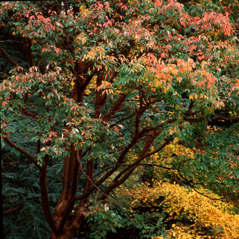 Acer griseum tree in autumn