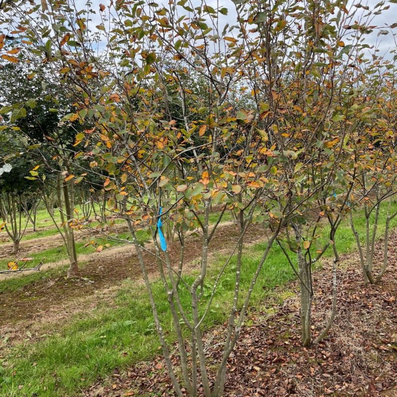 Amelanchier lamarkii 200 to 250cm