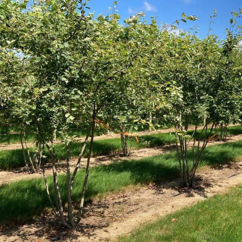 Amelanchier lamarkii multistem 250 to 300cm