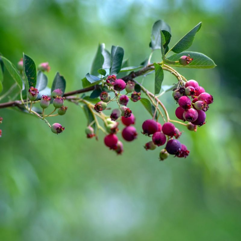 Amelanchier lamarkii berries