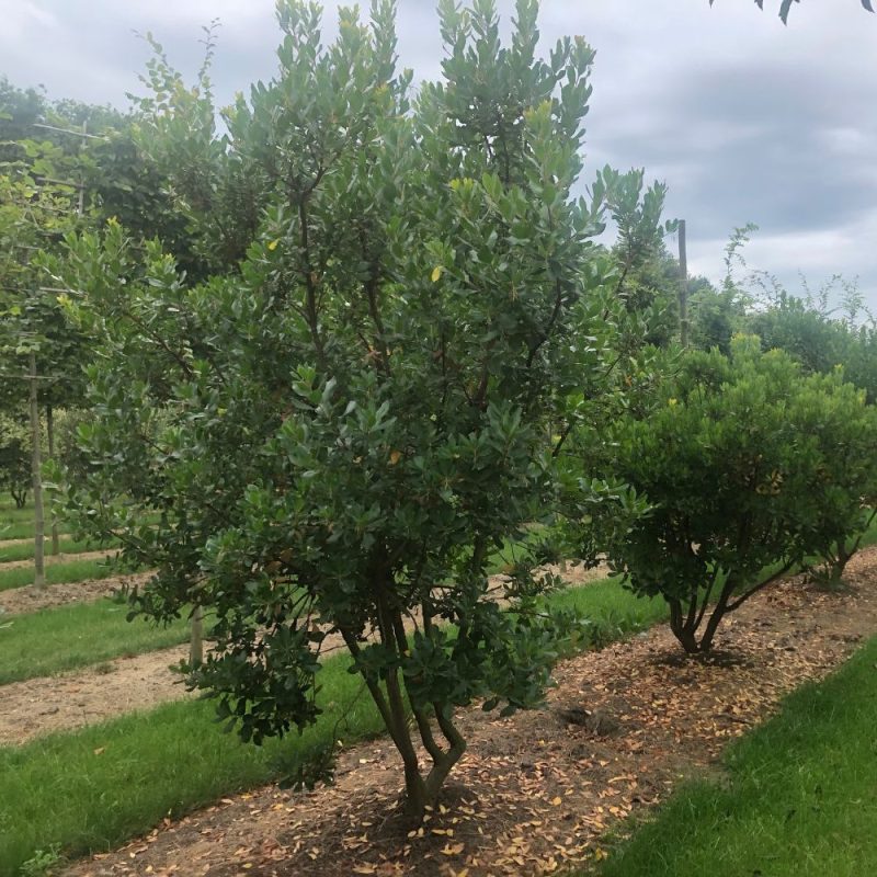 Arbutus undo (Strawberry tree) multistep